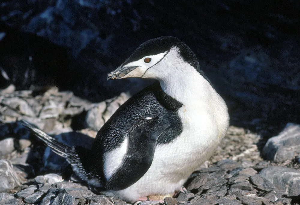 Chinstrap penguin